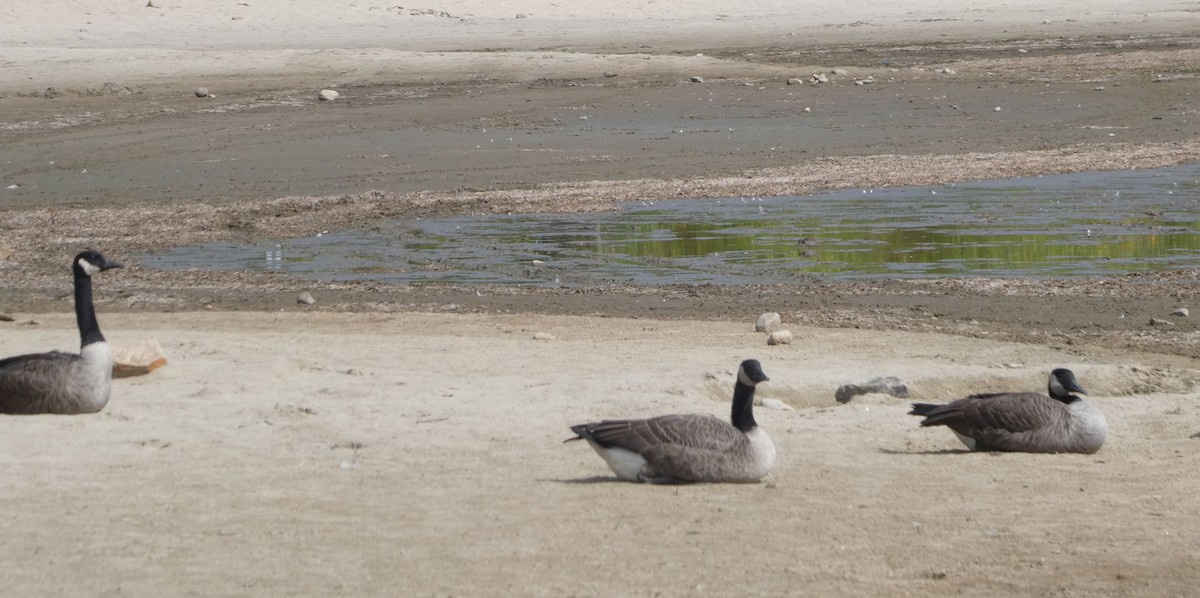 Canada Goose - ML642053500