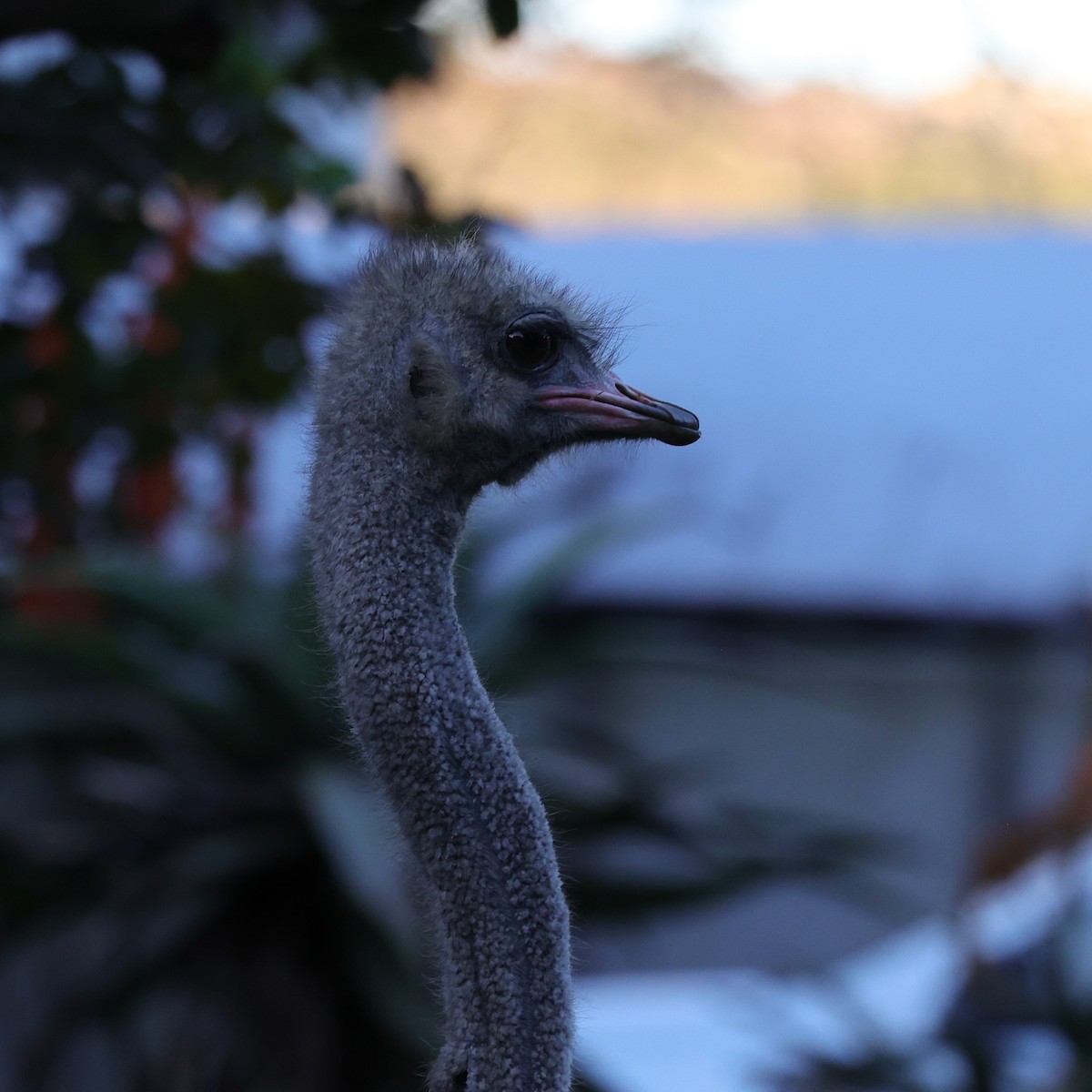 Common Ostrich - ML642053501