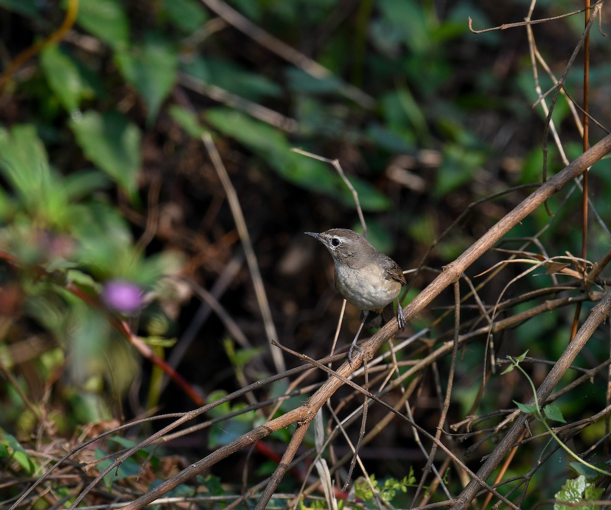 Siberian Rubythroat - ML642053504