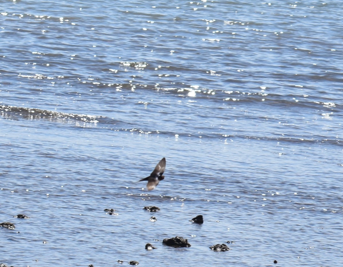 Welcome Swallow - ML642053505
