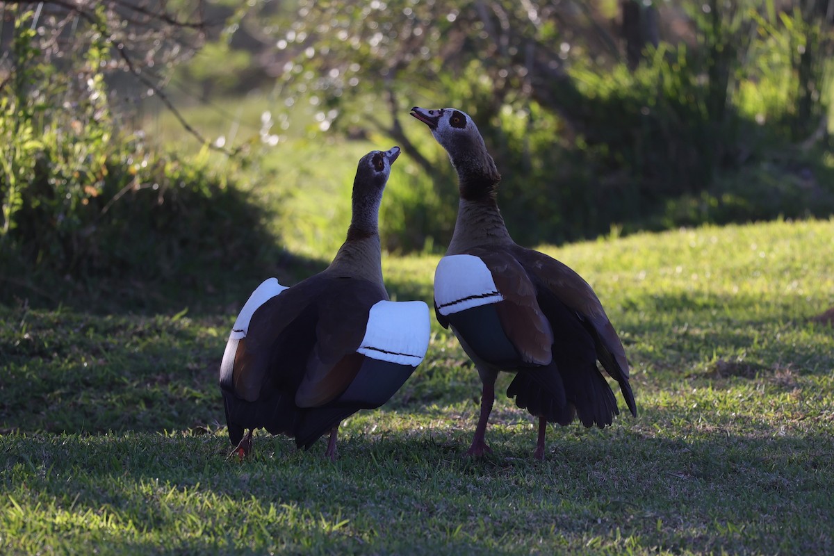 Egyptian Goose - ML642053511