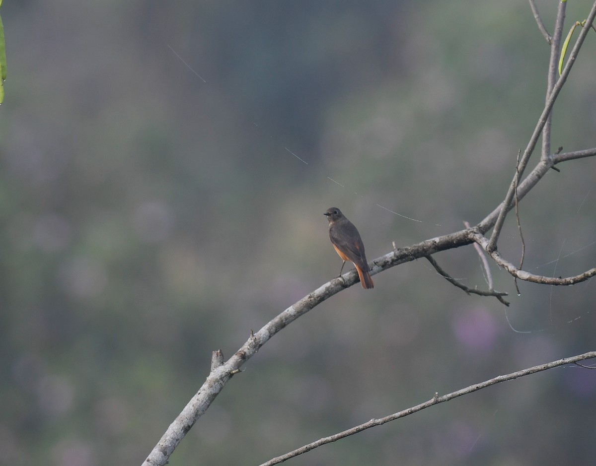 Black Redstart - ML642053515