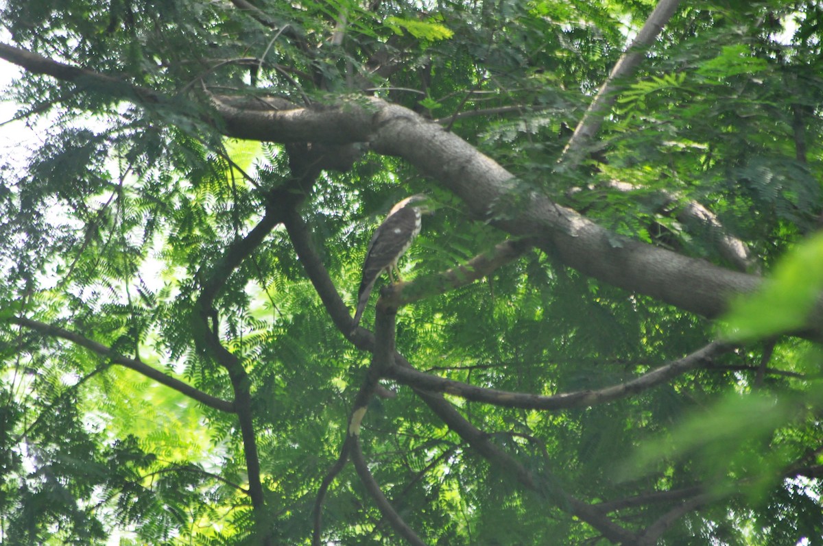 Shikra - ML642053517