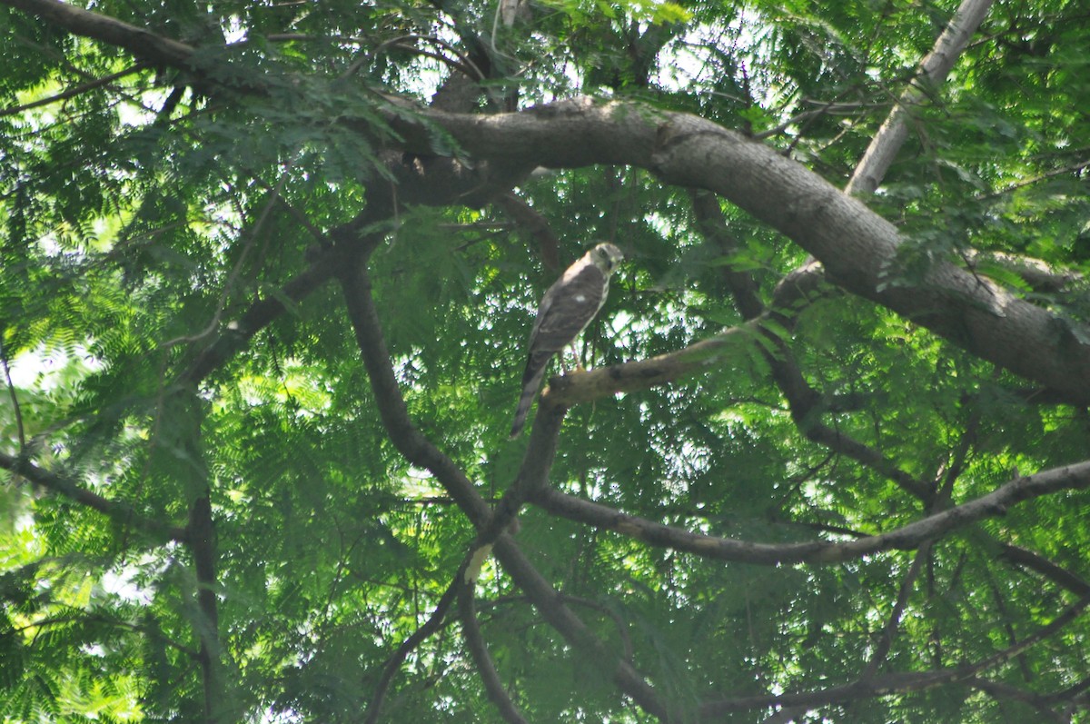 Shikra - ML642053518