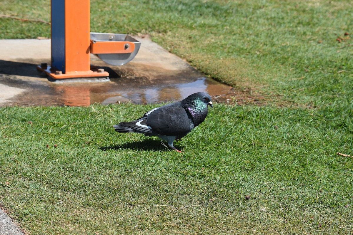 Rock Pigeon (Feral Pigeon) - ML642053519