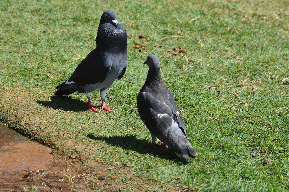 Rock Pigeon (Feral Pigeon) - ML642053520