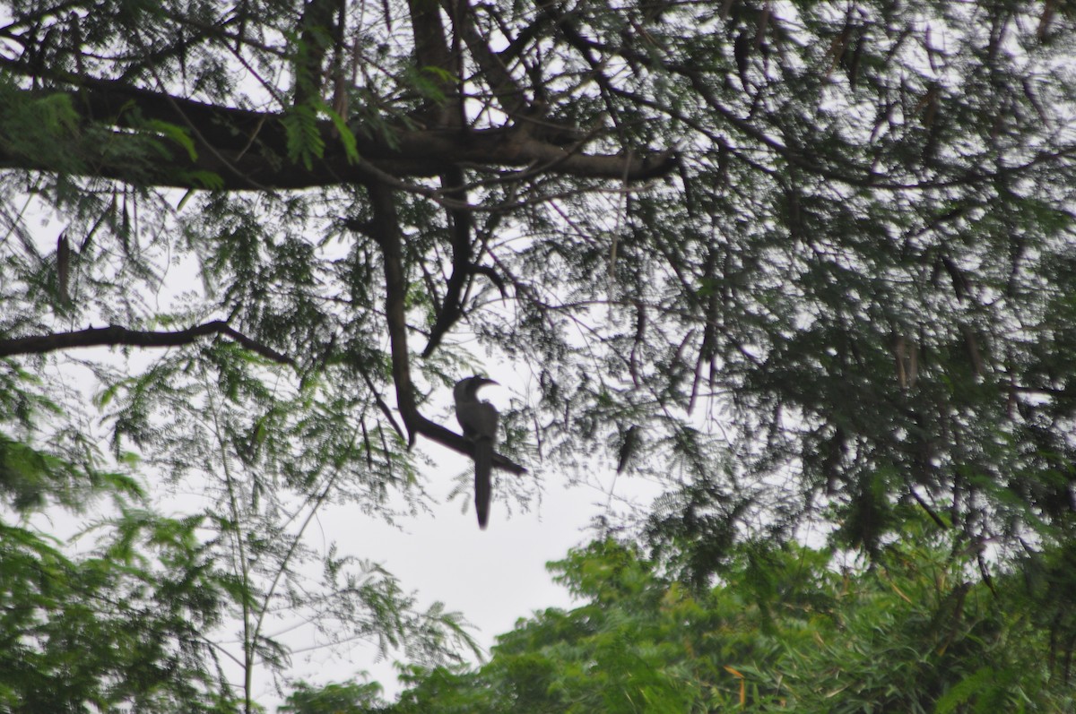 Indian Gray Hornbill - ML642053522