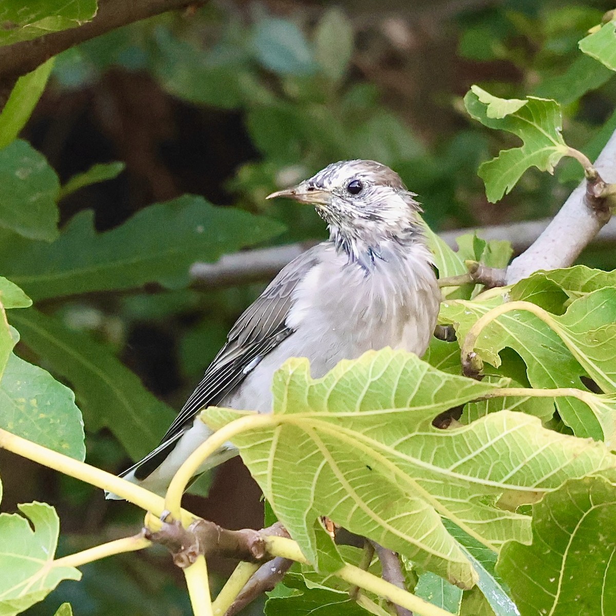 灰椋鳥 - ML642053523