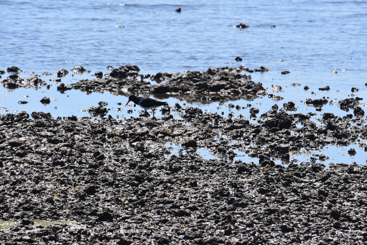 Pied Oystercatcher - ML642053548