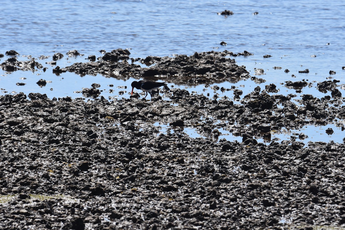 Pied Oystercatcher - ML642053551