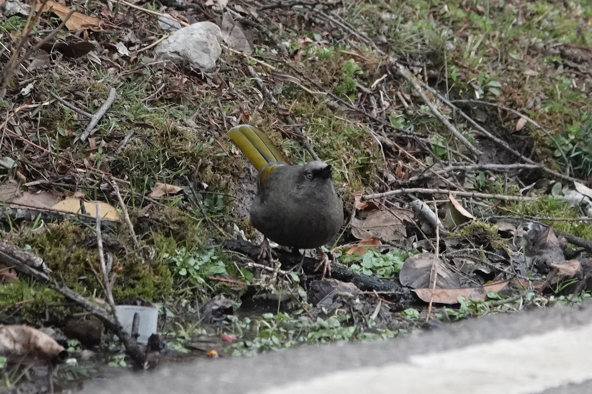 カキハガビチョウ - ML642053559