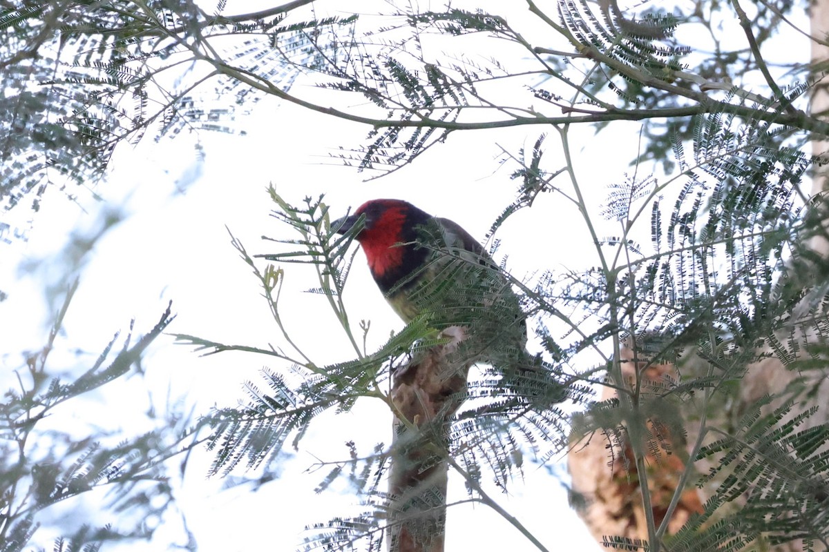 Black-collared Barbet - ML642053560