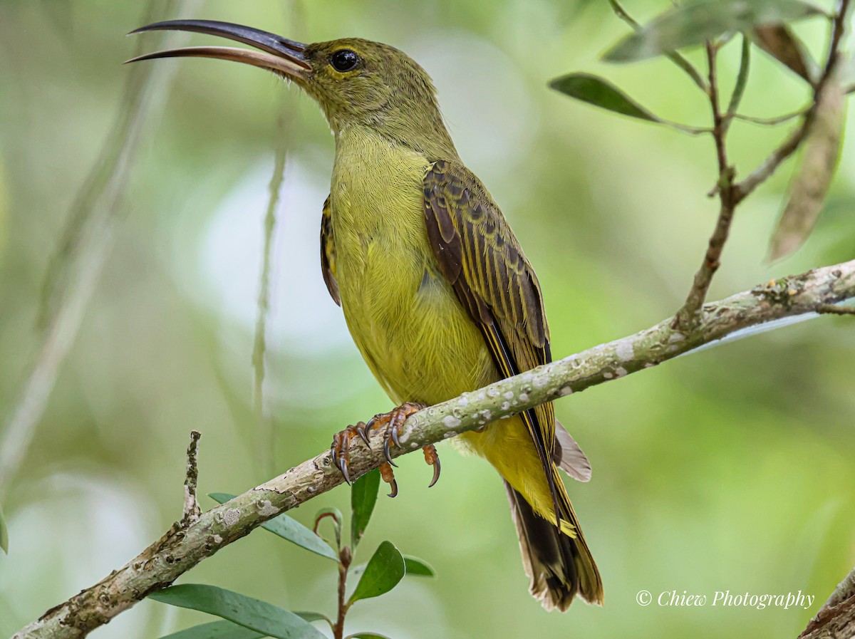 Thick-billed Spiderhunter - ML642053569