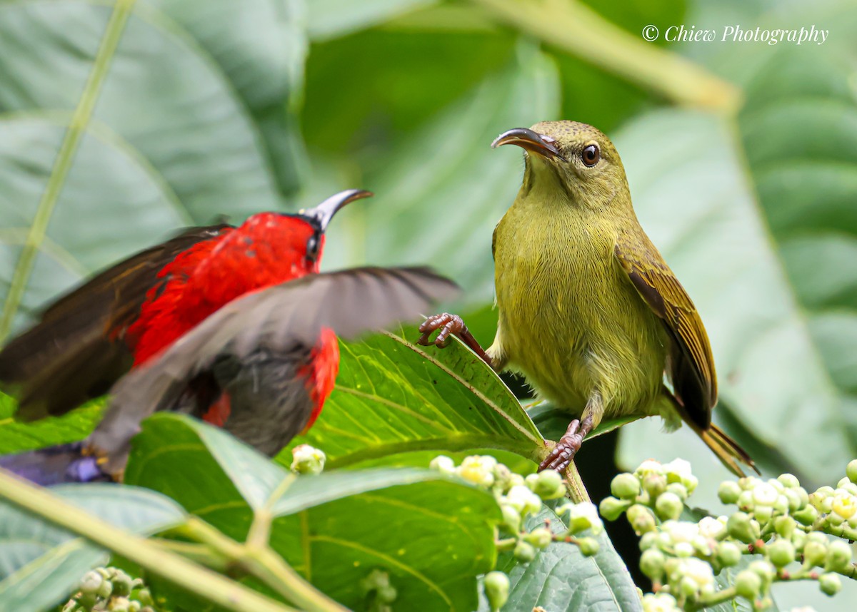 Crimson Sunbird - ML642053574