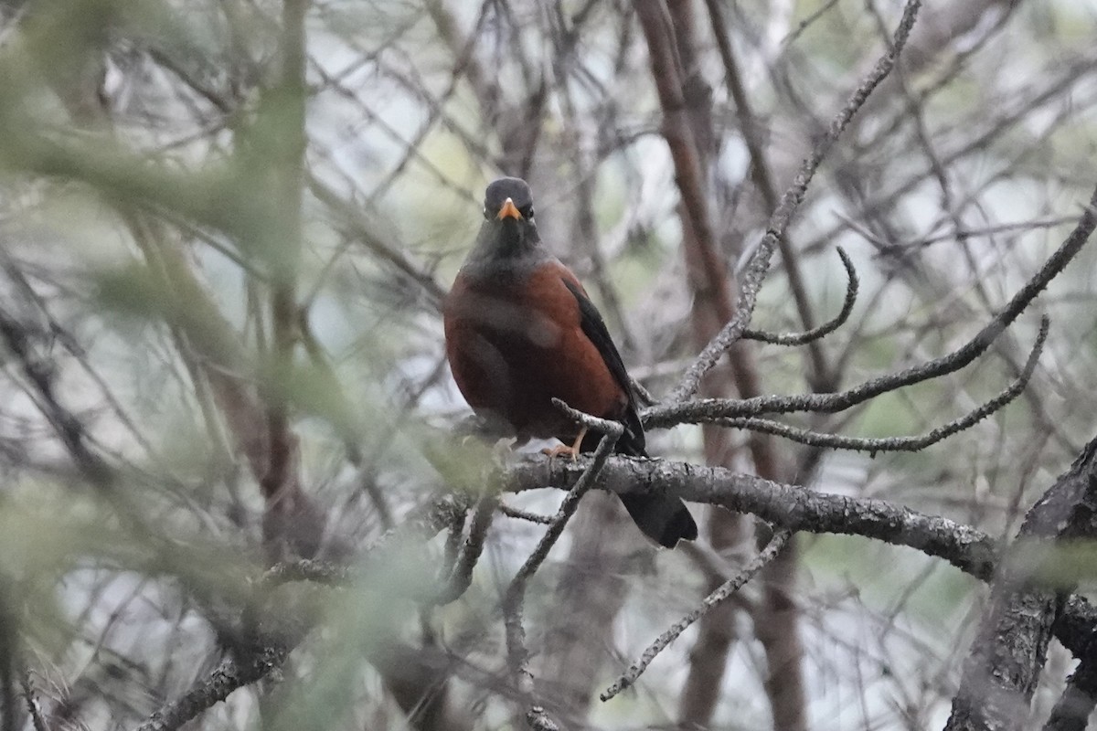 Chestnut Thrush - ML642053580