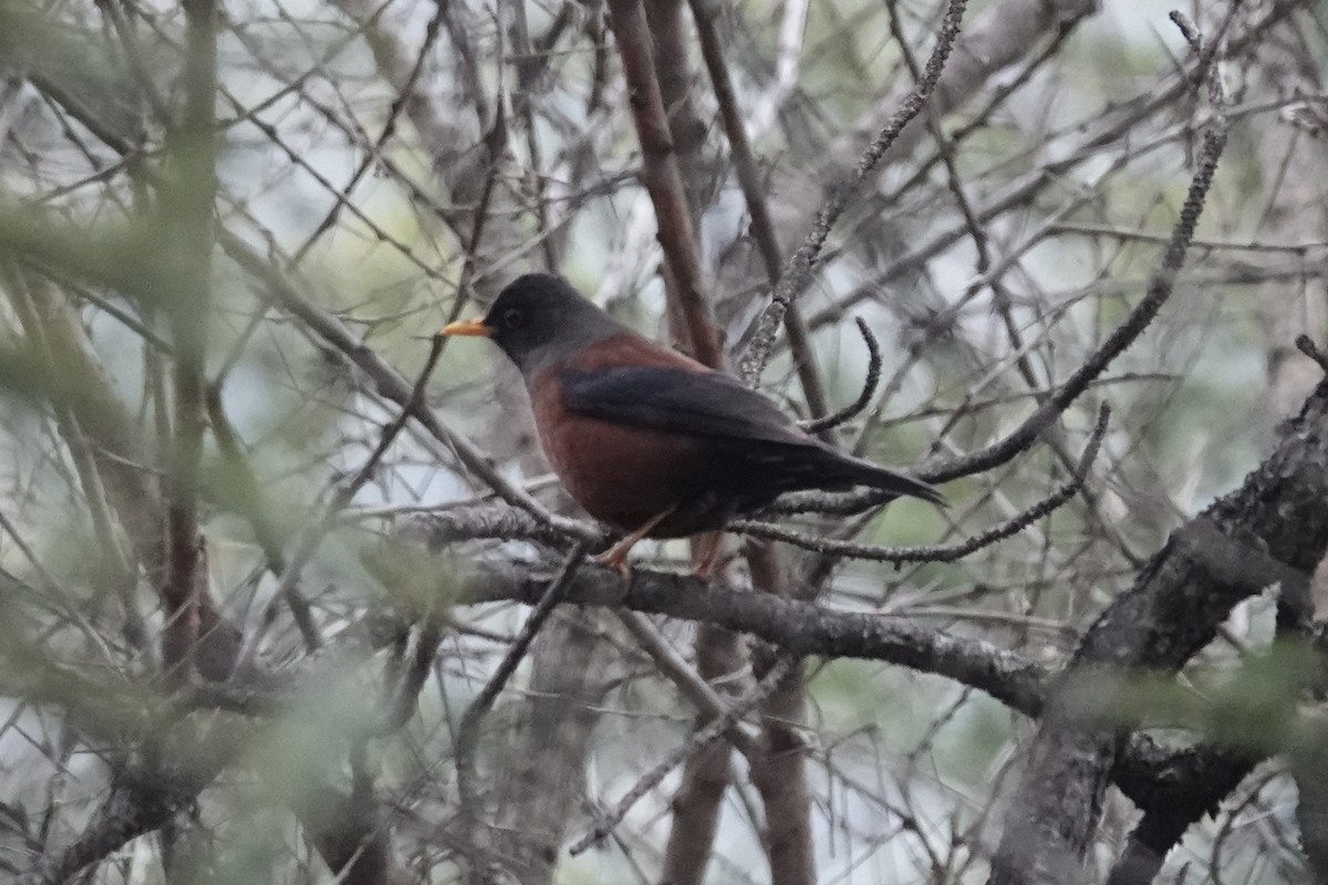 Chestnut Thrush - ML642053581