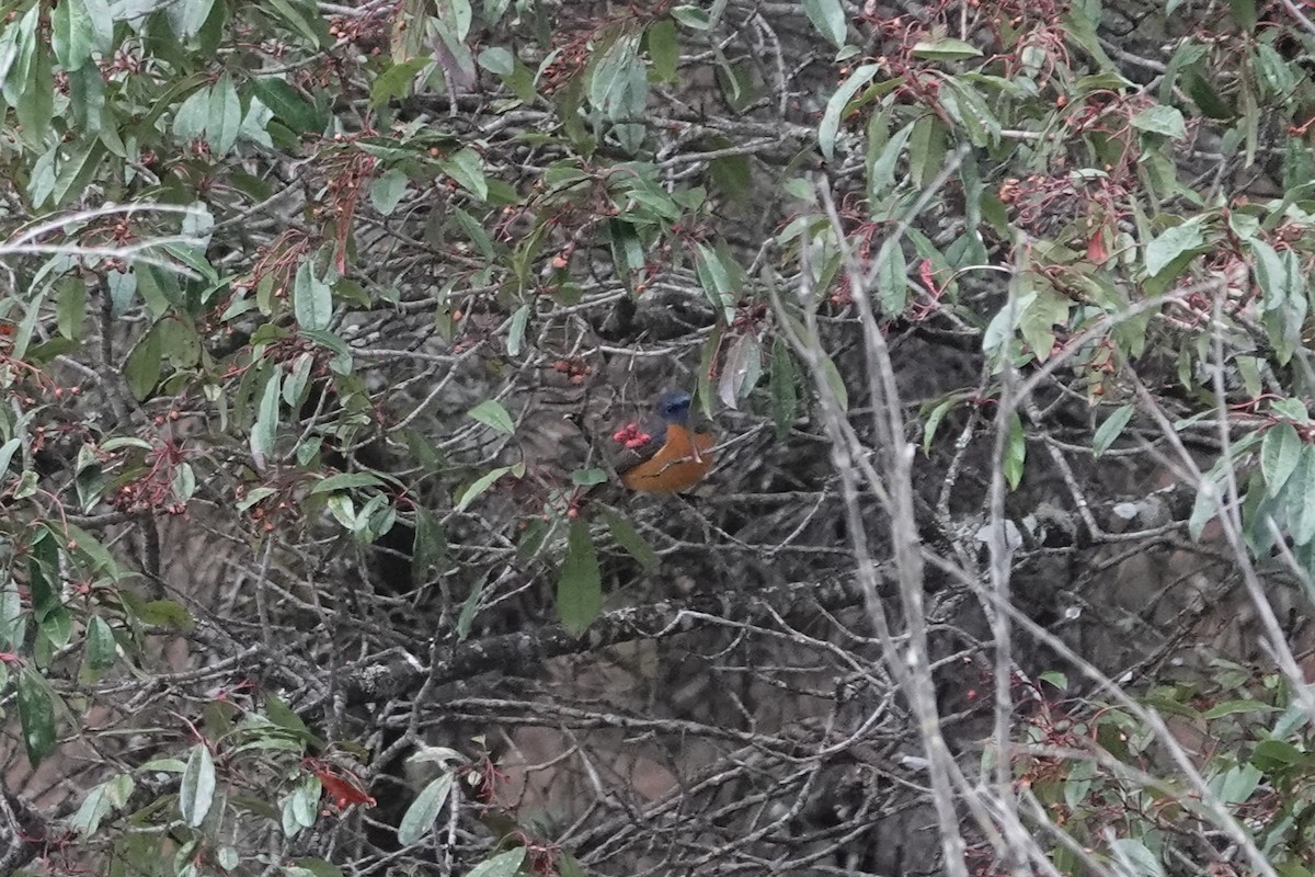 Blue-fronted Redstart - ML642053583