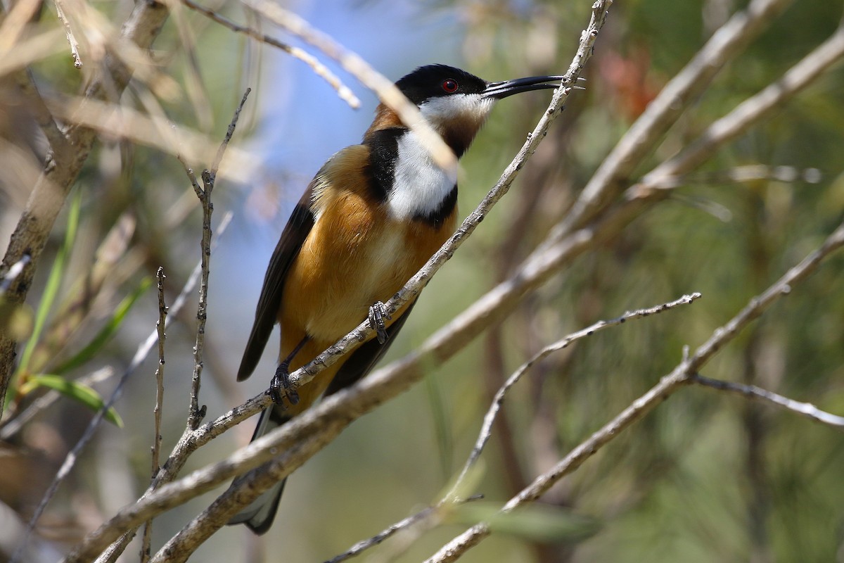 Eastern Spinebill - ML642053585