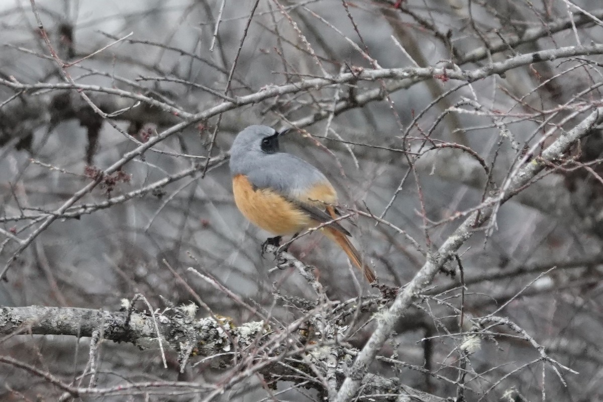 Hodgson's Redstart - ML642053592