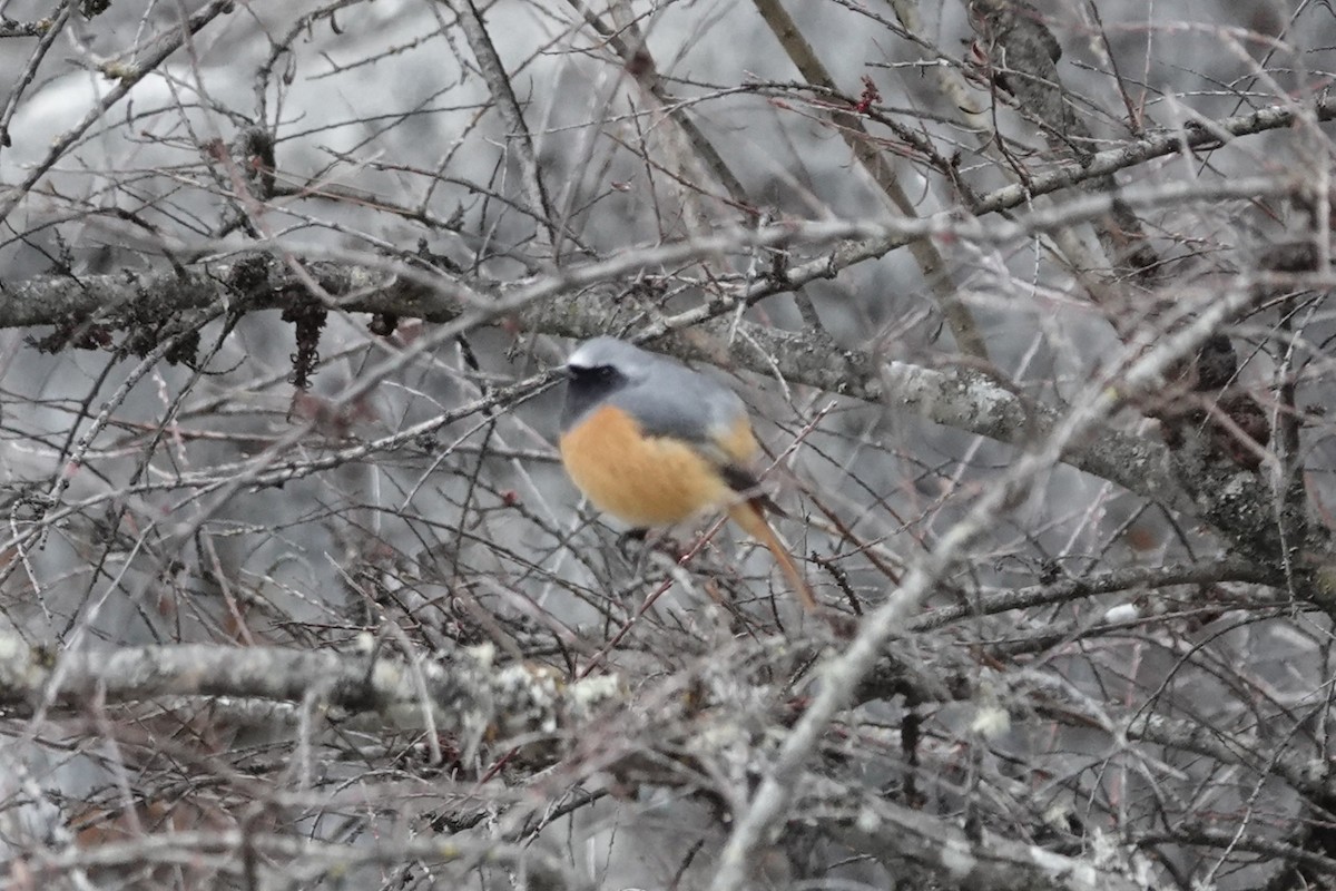 Hodgson's Redstart - ML642053593