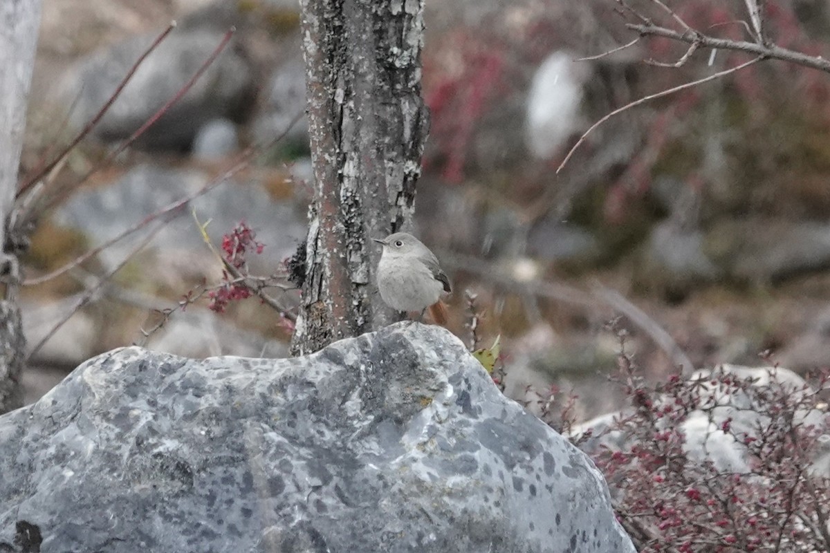Hodgson's Redstart - ML642053596