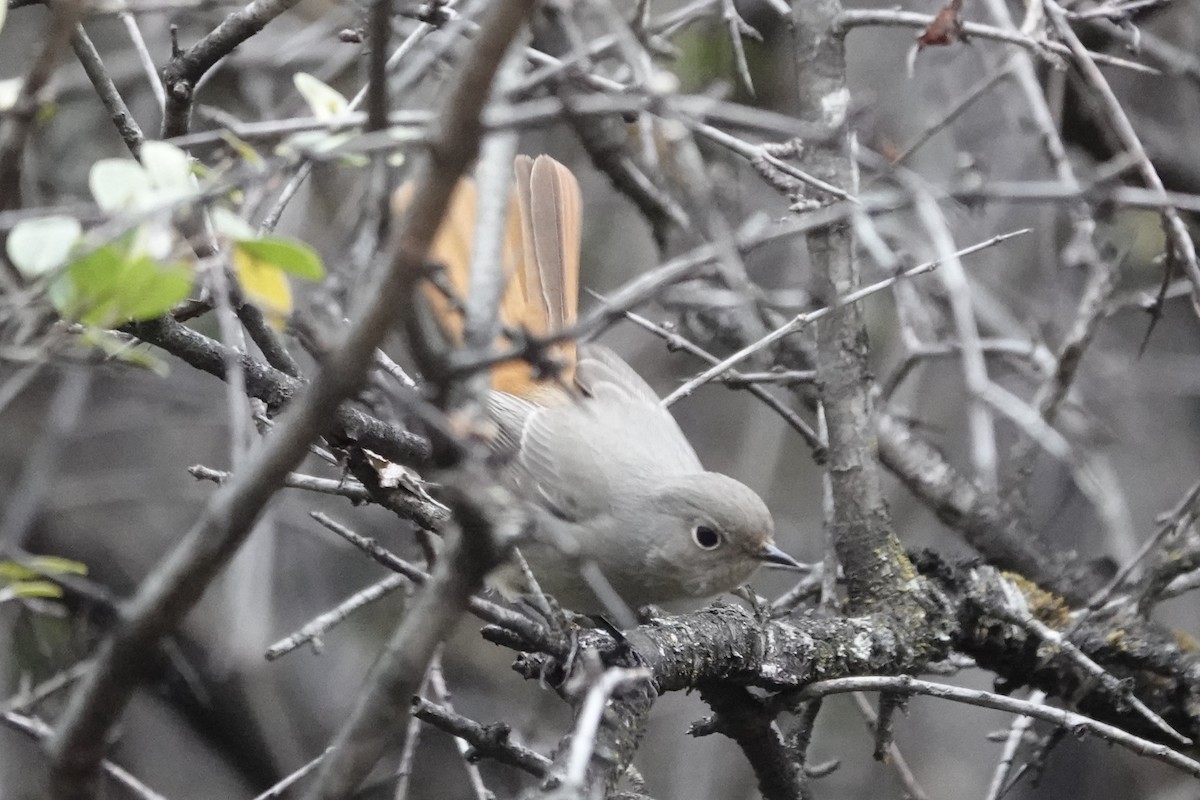 Hodgson's Redstart - ML642053597