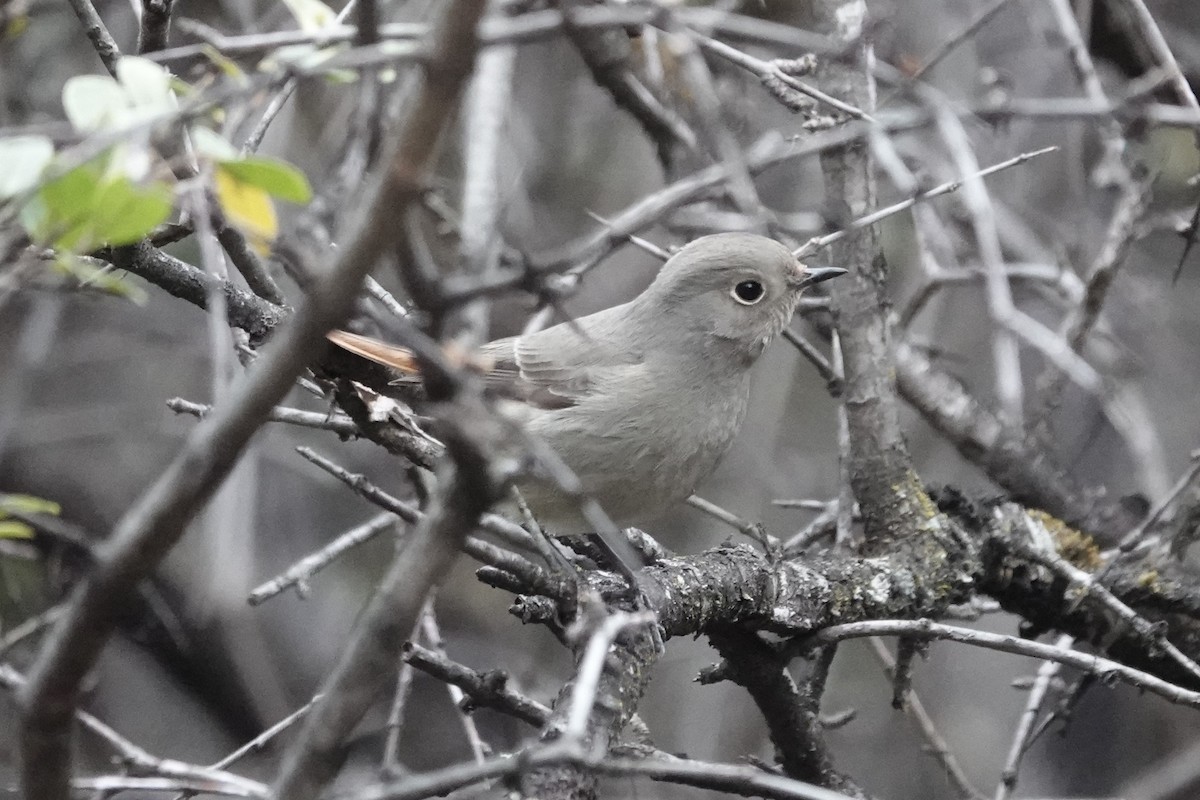 Hodgson's Redstart - ML642053598