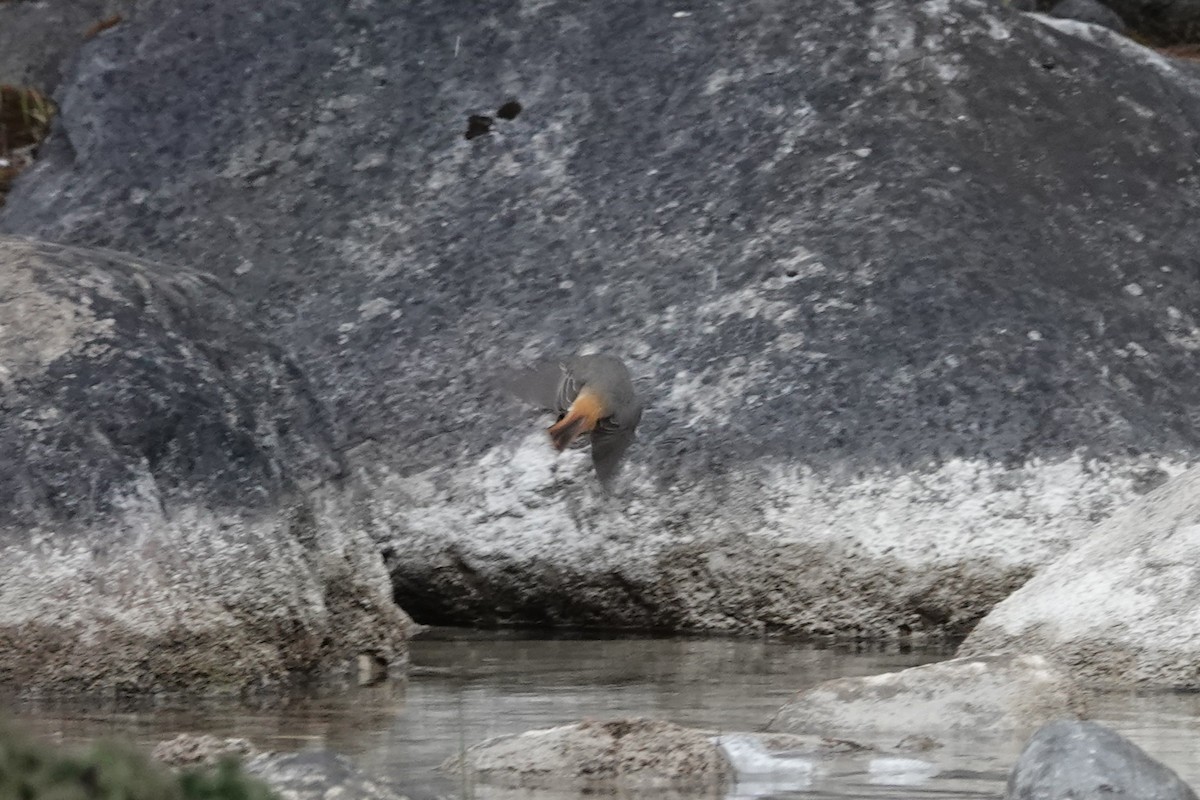 Hodgson's Redstart - ML642053599