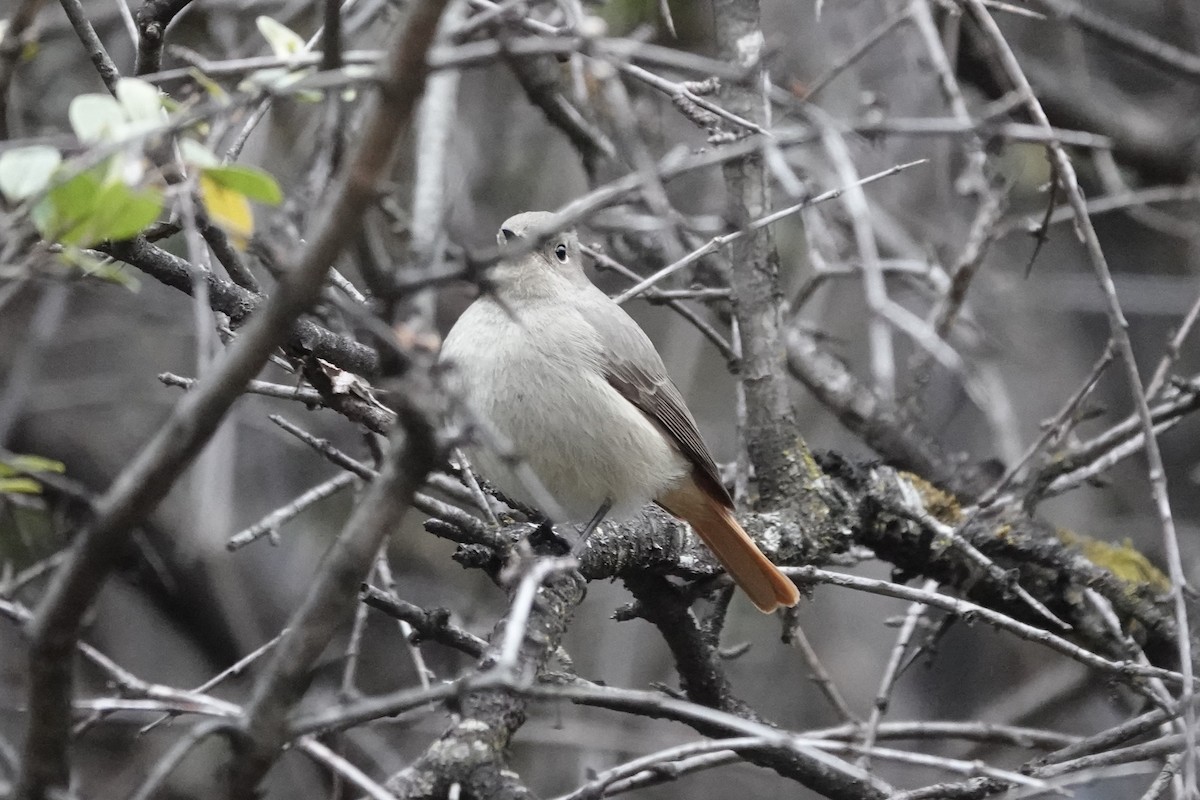 Hodgson's Redstart - ML642053600