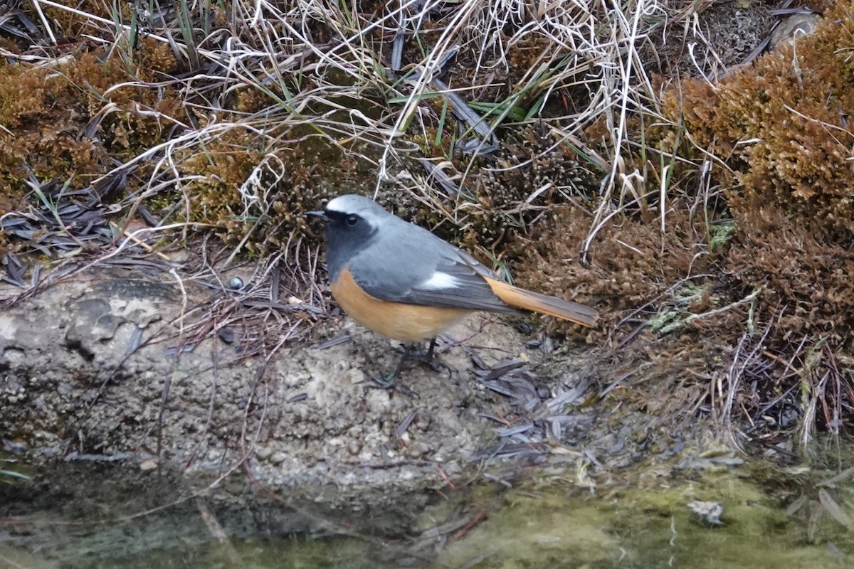 Hodgson's Redstart - ML642053601