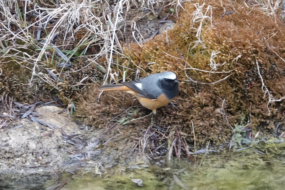 Hodgson's Redstart - ML642053602
