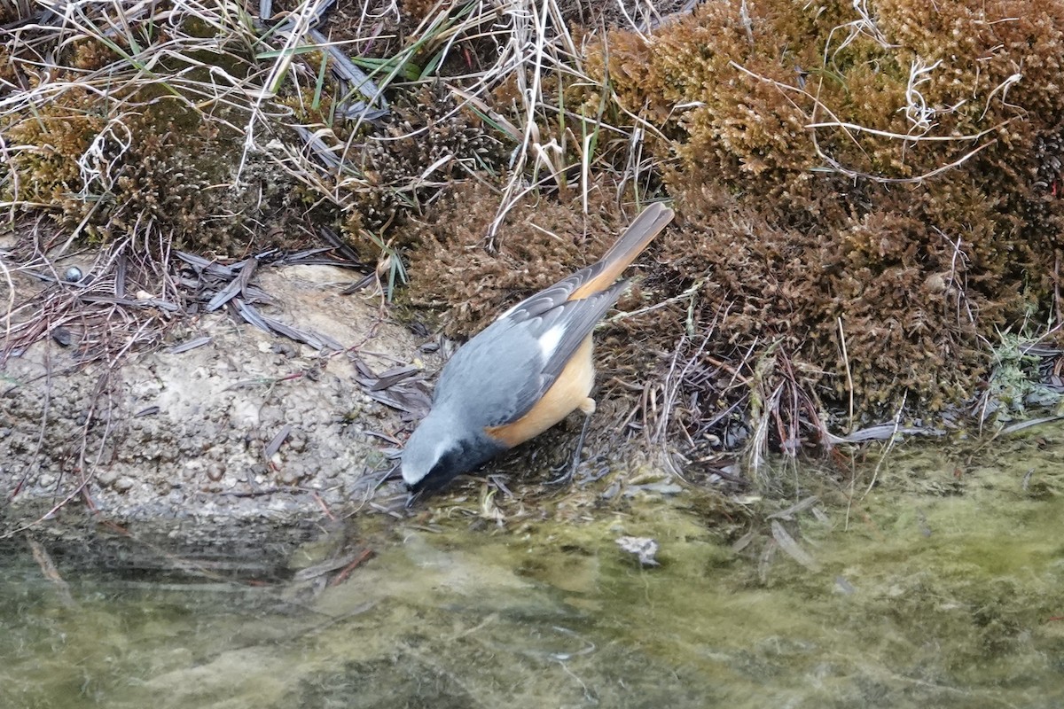 Hodgson's Redstart - ML642053603