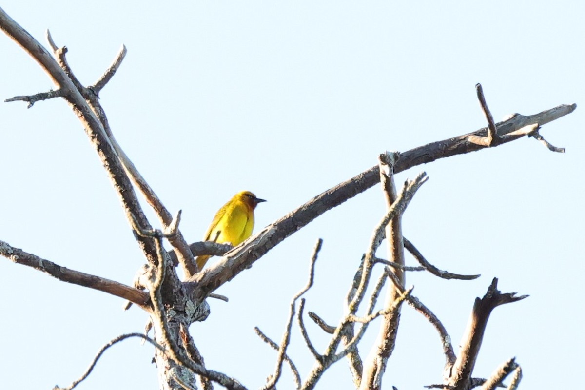 Spectacled Weaver (Black-throated) - ML642053610