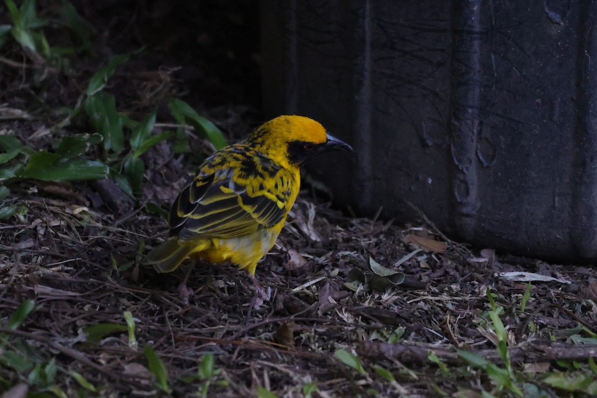 Tisserin gendarme (spilonotus) - ML642053620