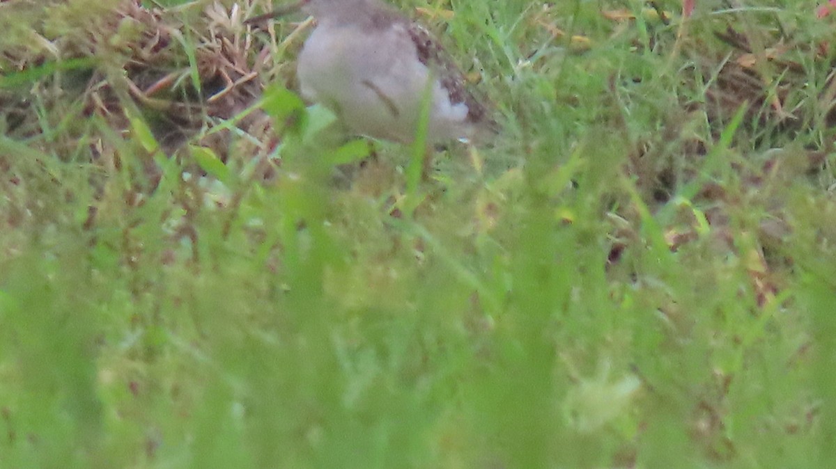 Wood Sandpiper - ML642053646