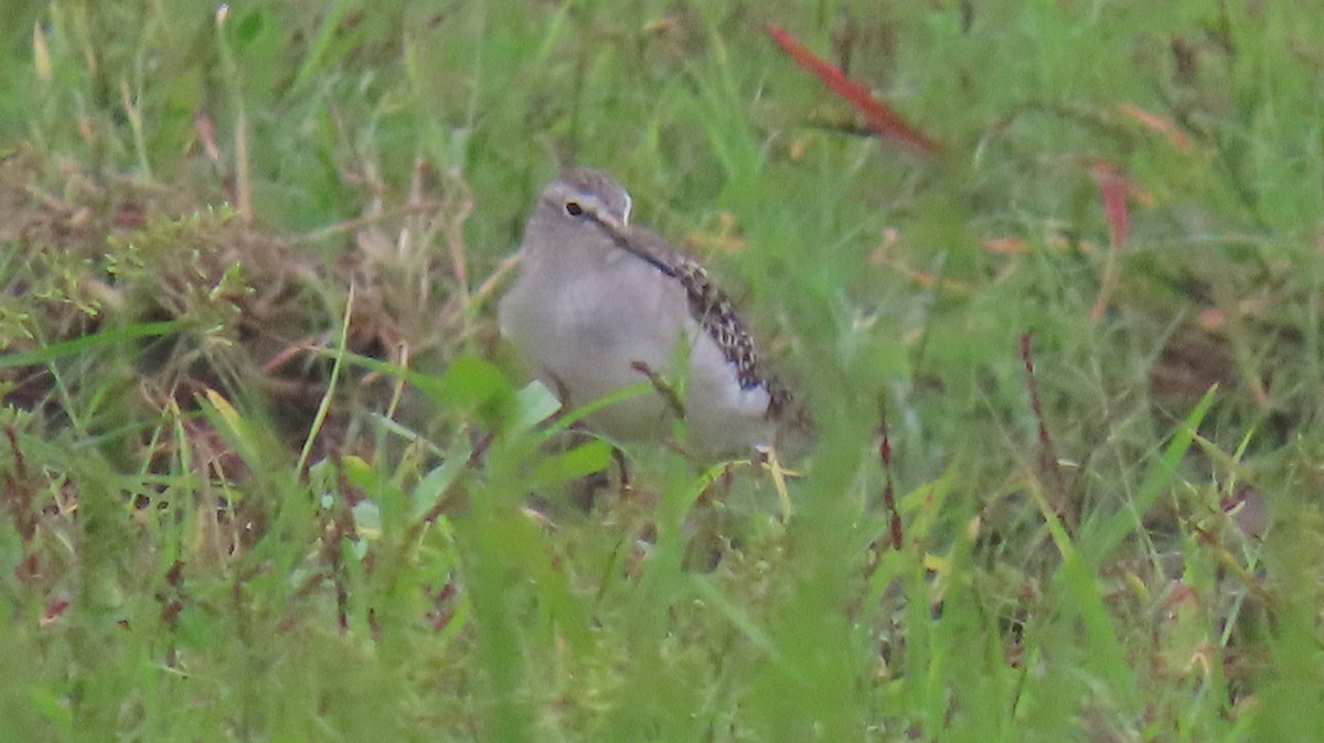 Wood Sandpiper - ML642053647