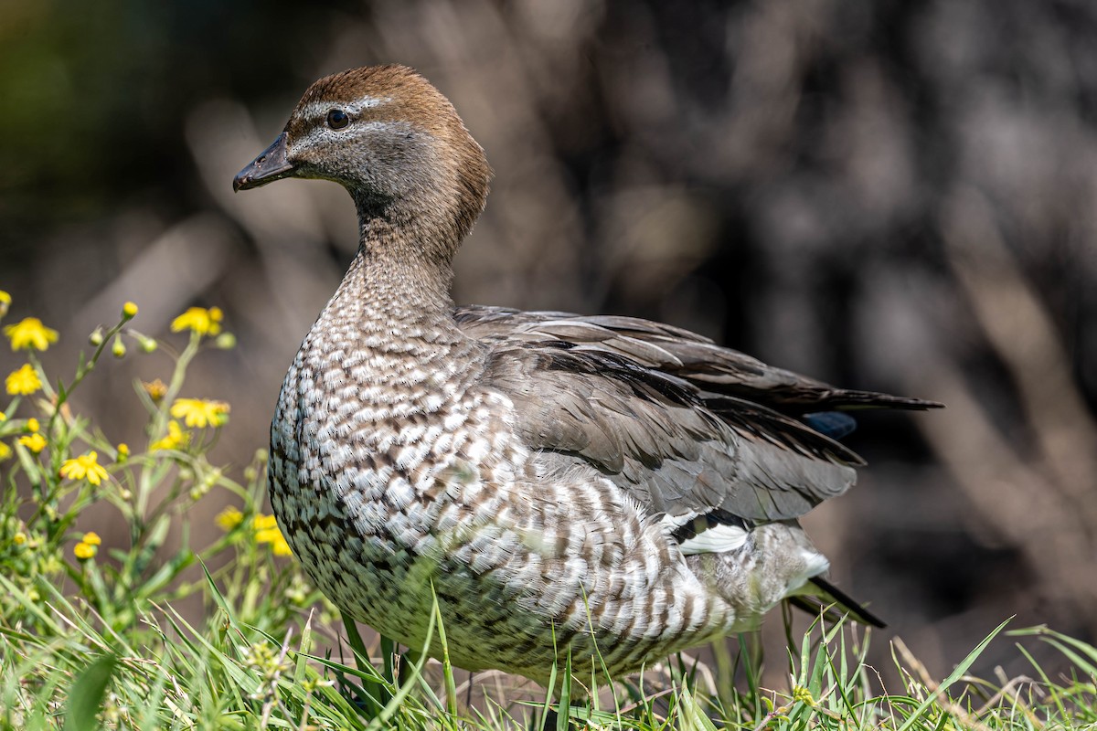 Canard à crinière - ML642053649