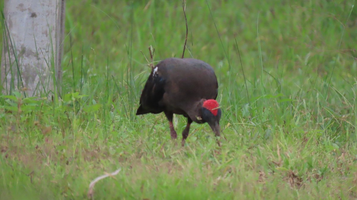 ibis bradavičnatý - ML642053654