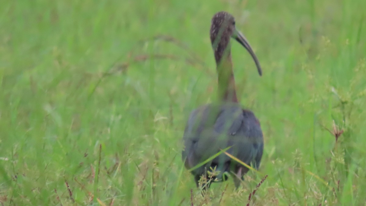 ibis hnědý - ML642053659