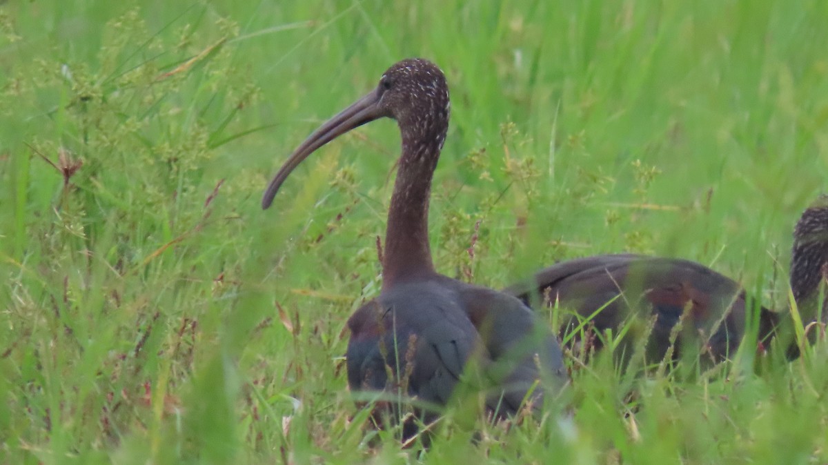 ibis hnědý - ML642053660