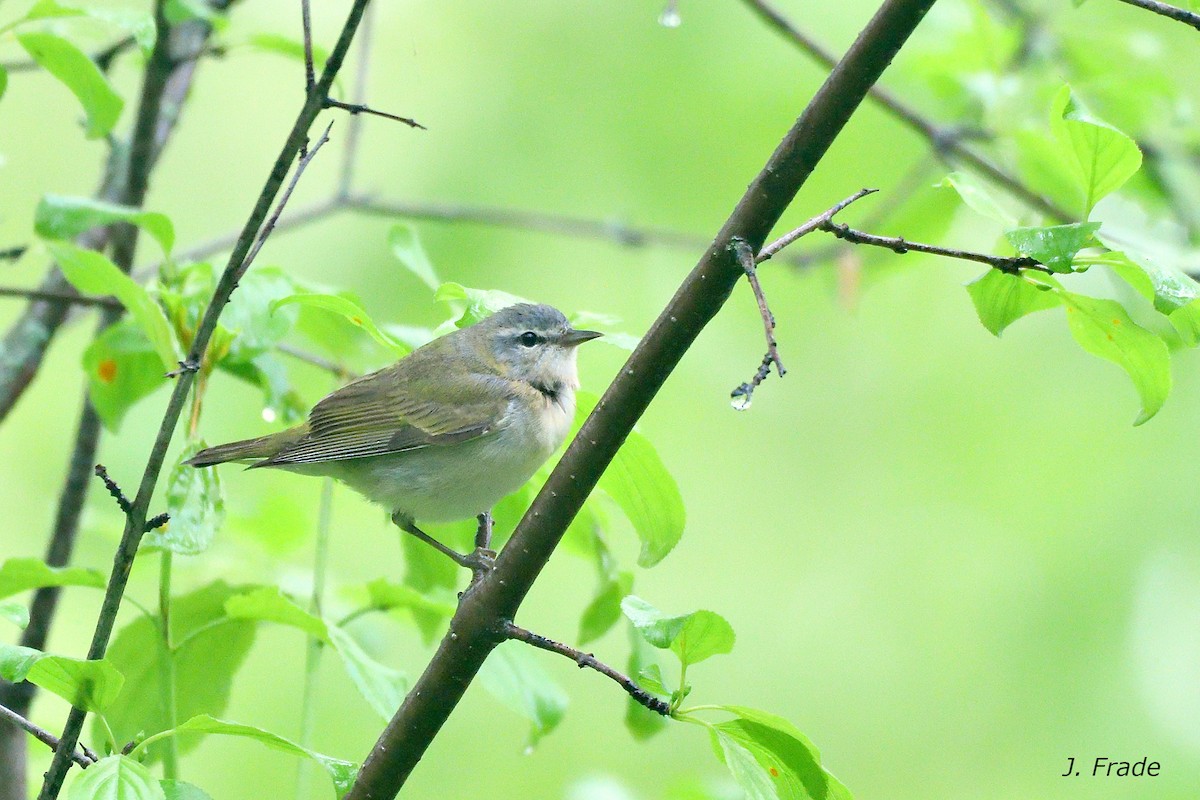 møllparula - ML642053663