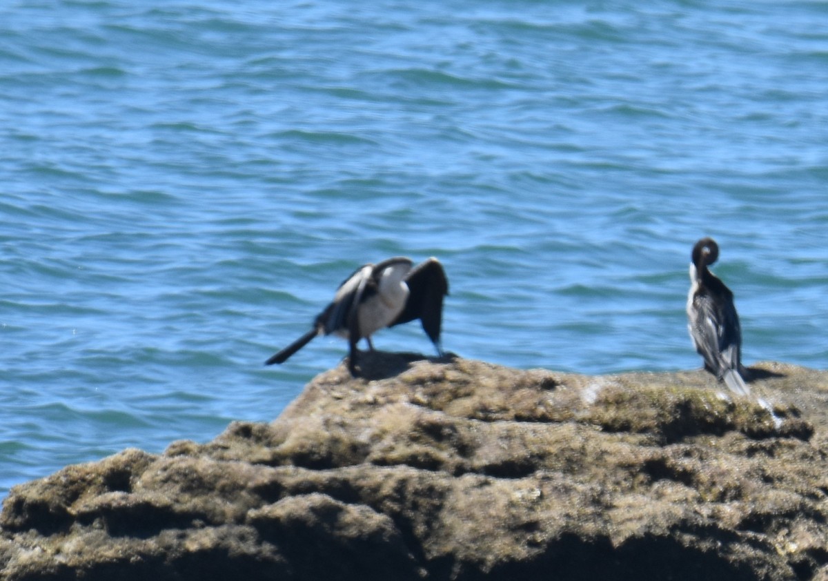 anhinga australská - ML642053678