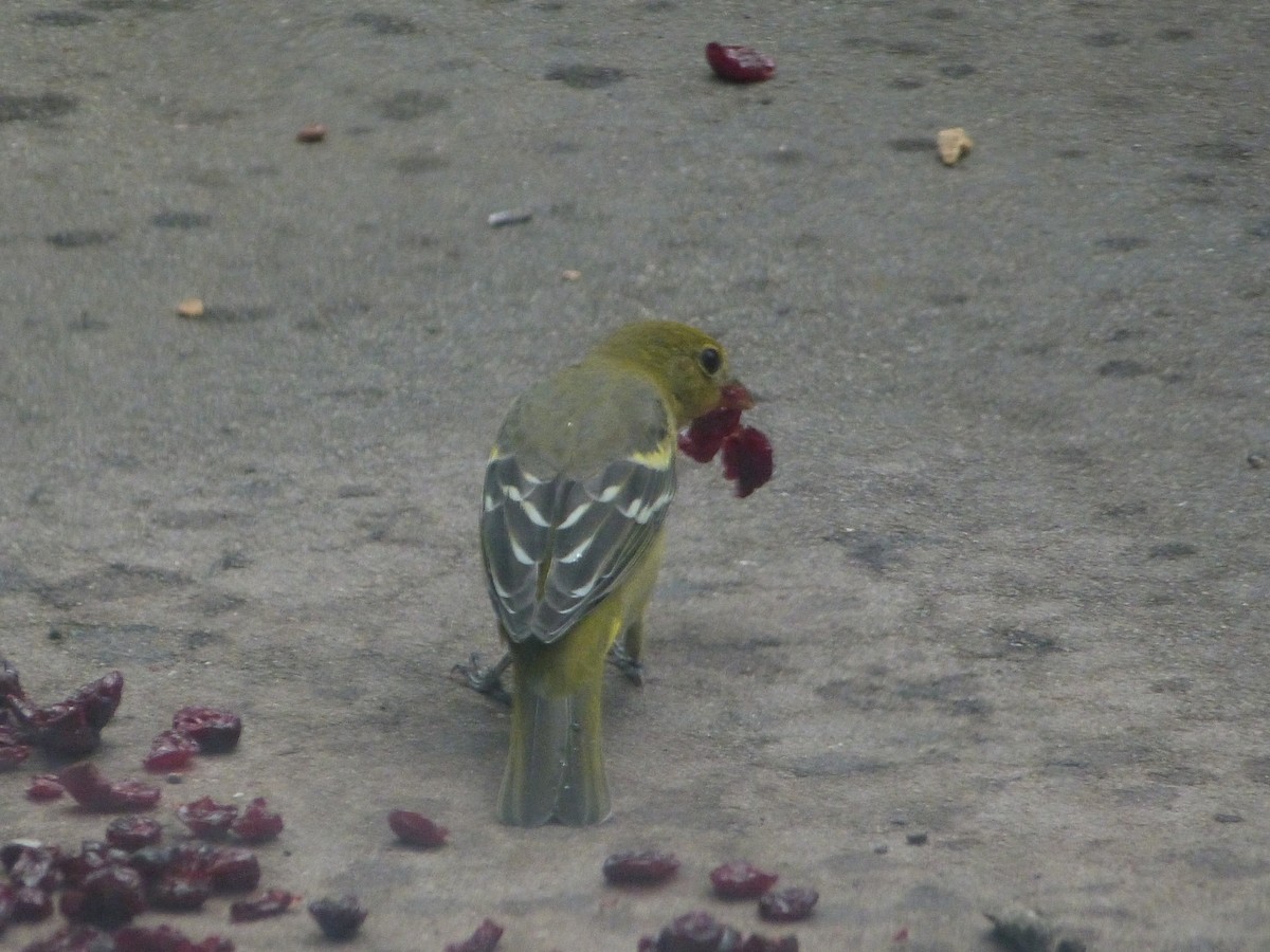 Western Tanager - ML642053684