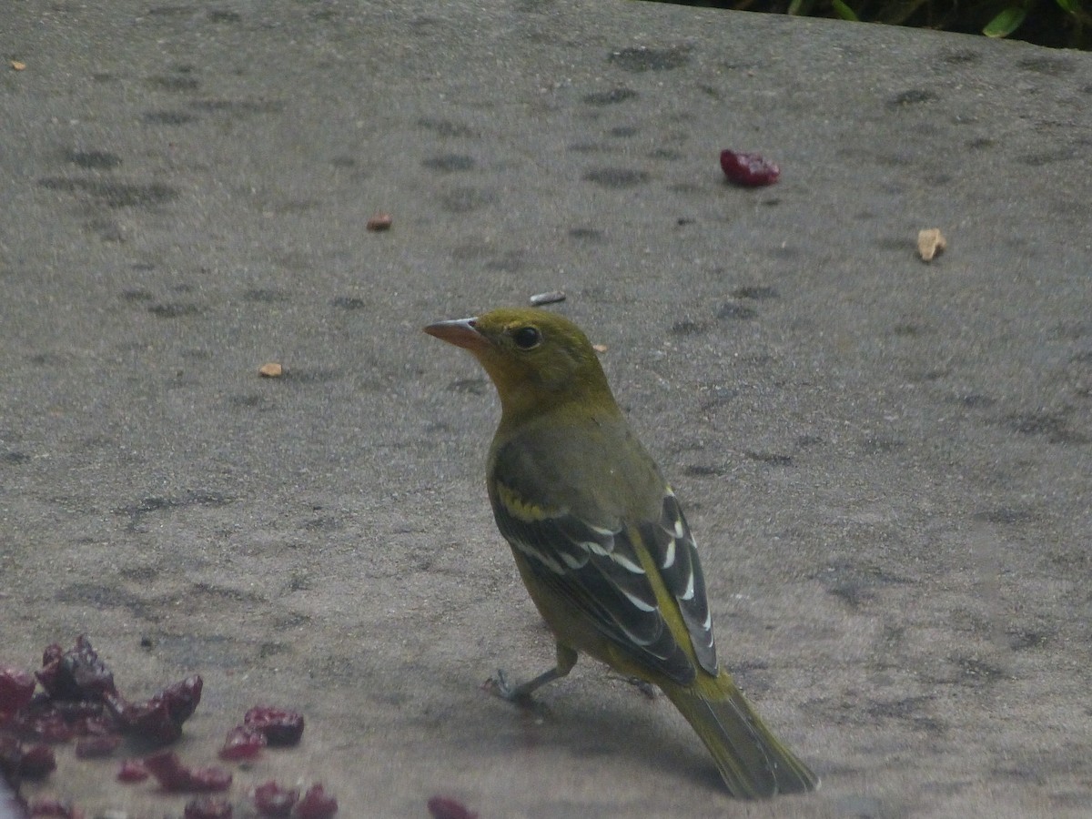 Western Tanager - ML642053686