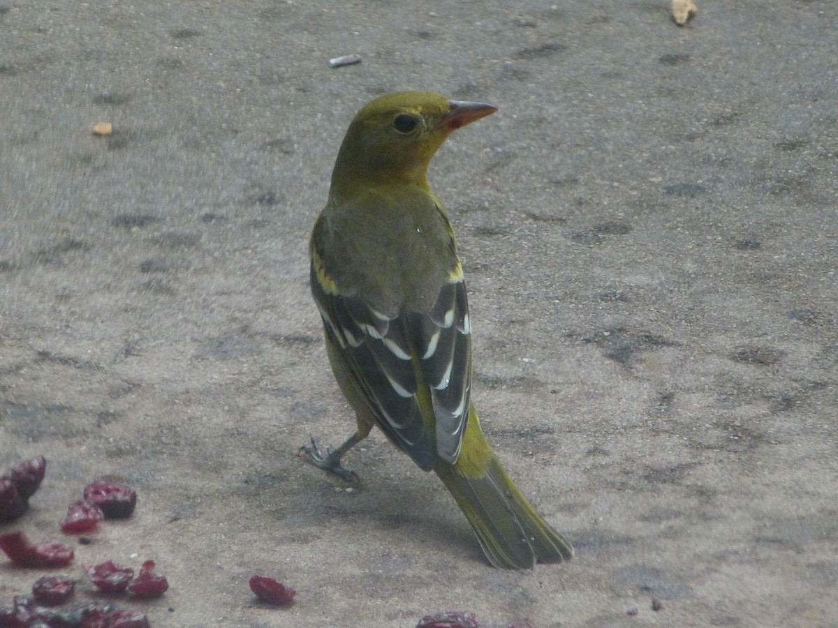 Western Tanager - ML642053687