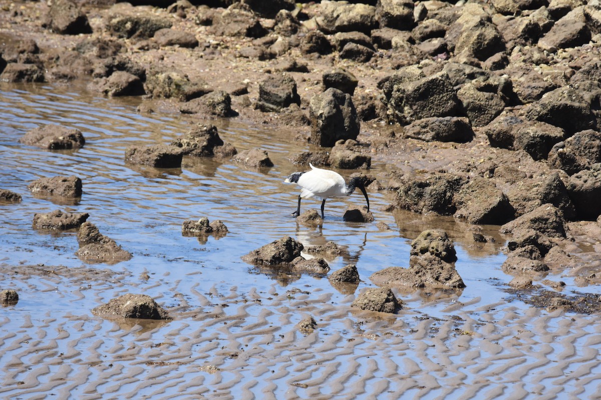 ibis australský - ML642053697