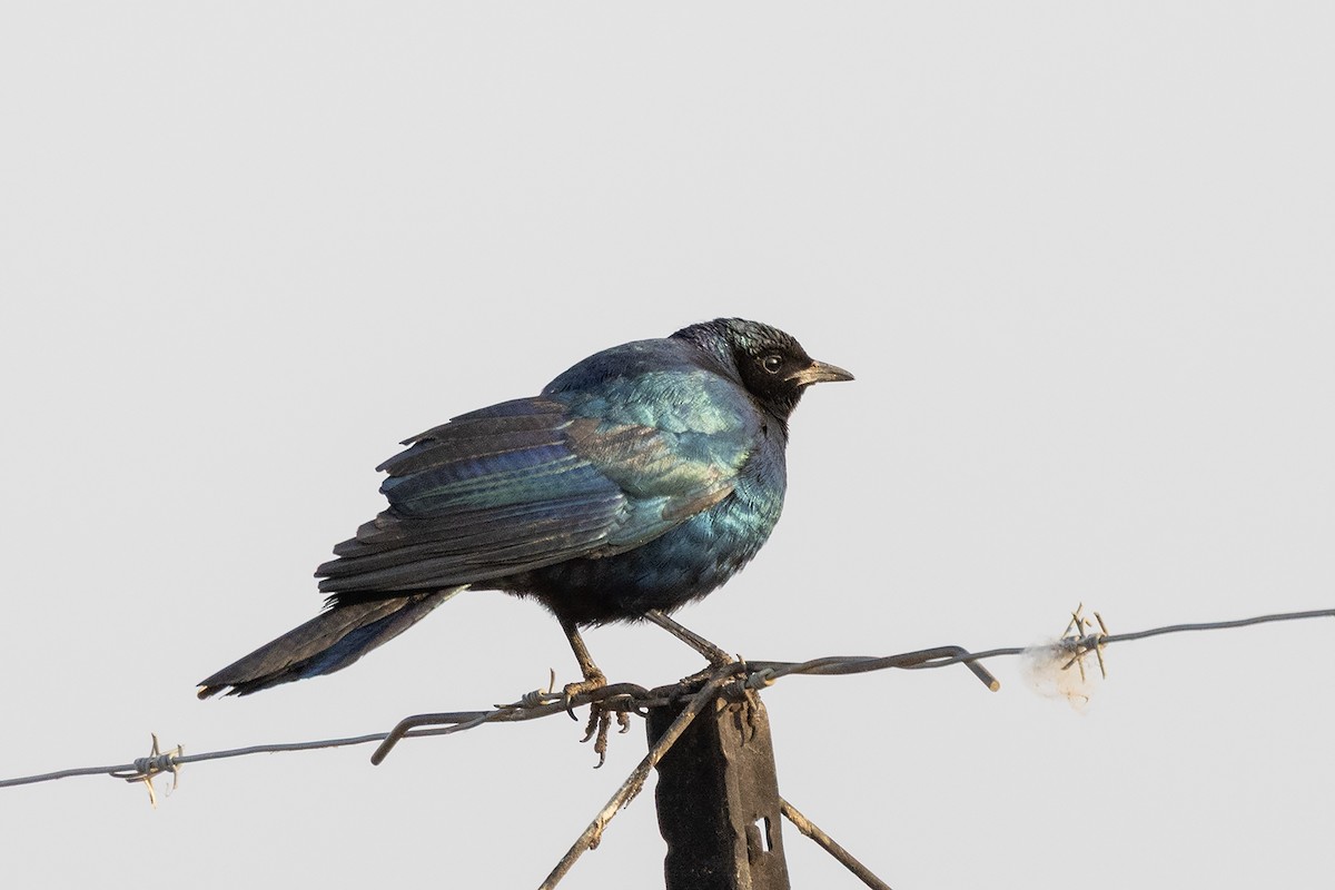 Burchell's Starling - ML642053702