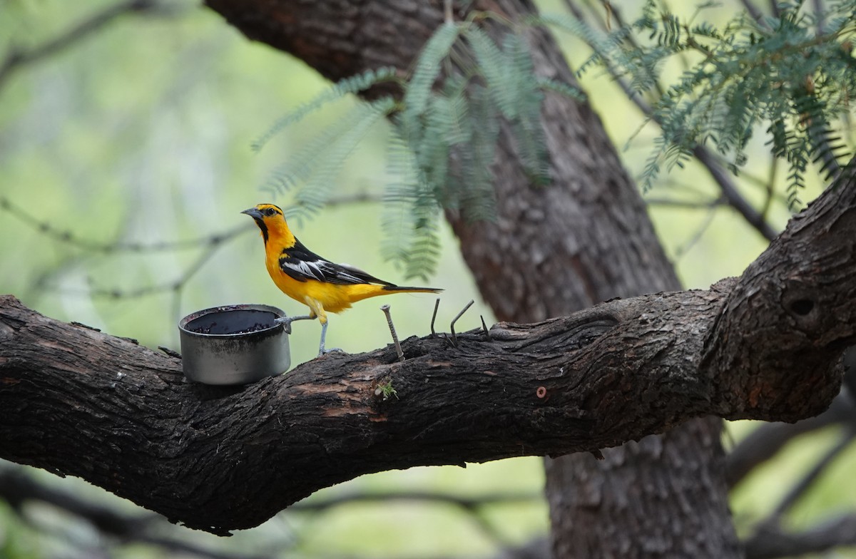 Bullock's Oriole - ML642053704