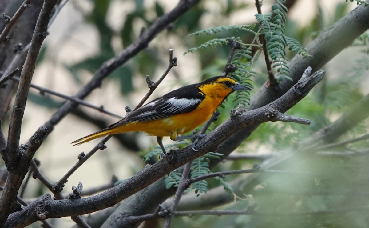 Bullock's Oriole - ML642053705