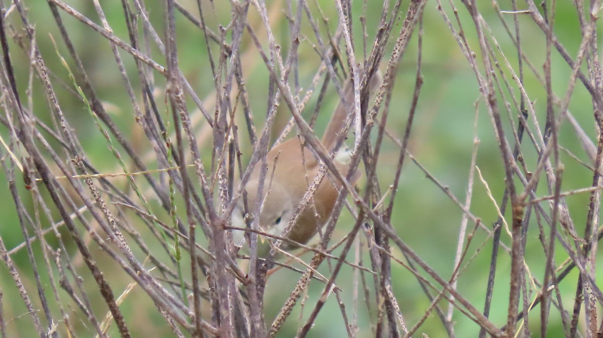 Ashy Prinia - ML642053711